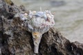 Wedding bridal bouquet made Ã¢â¬â¹Ã¢â¬â¹of shells and pearls and other Royalty Free Stock Photo